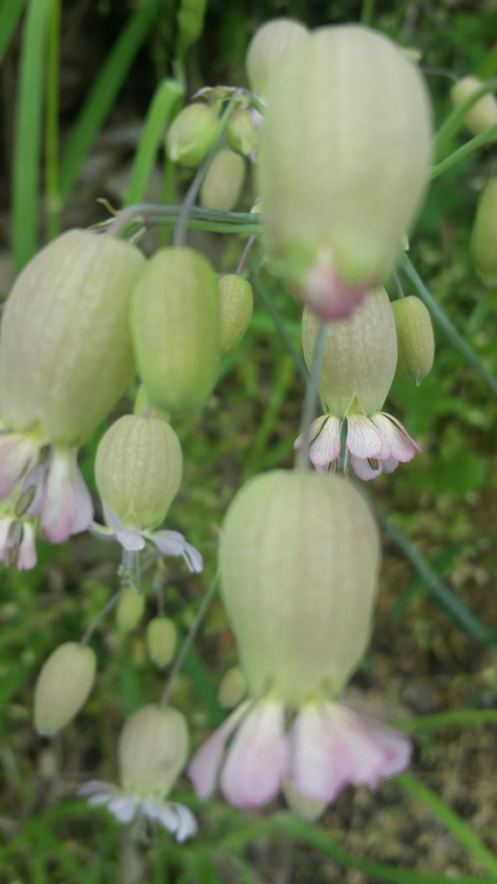 Silene vulgaris